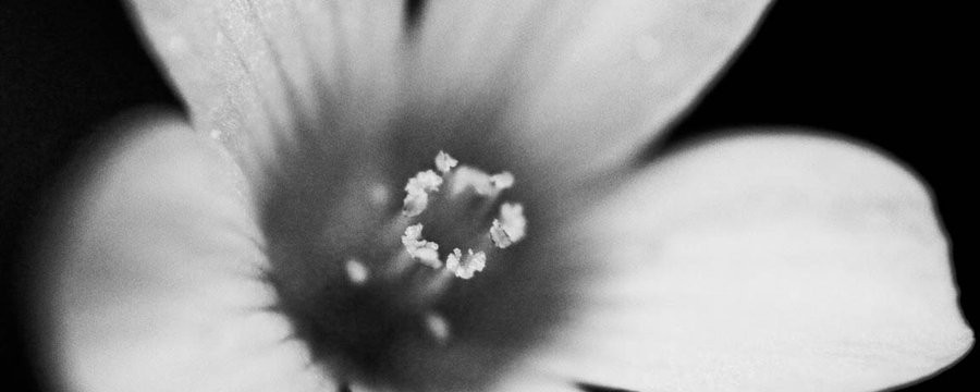 black_and_white_flower